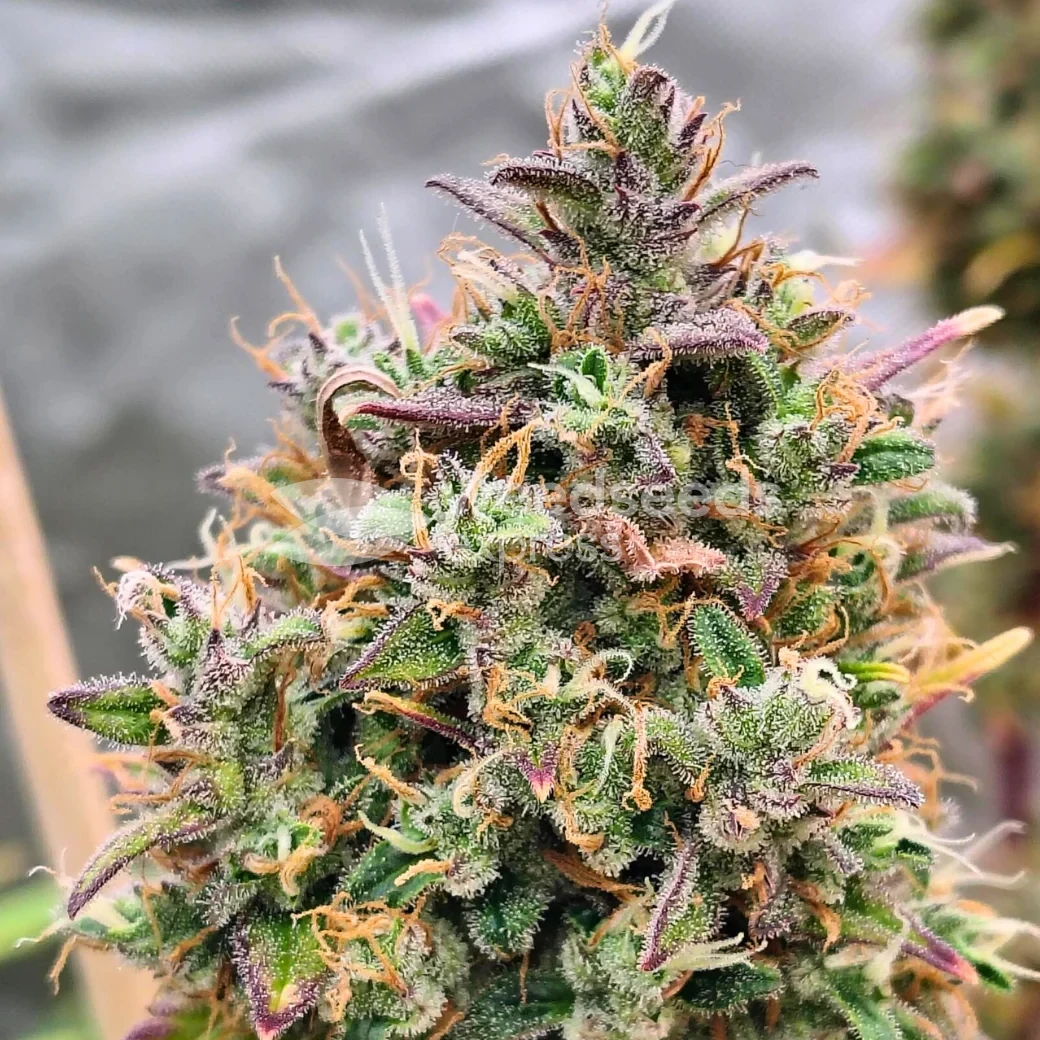 Permanent Marker Feminized by WeedSeedsExpress grown by Dabking